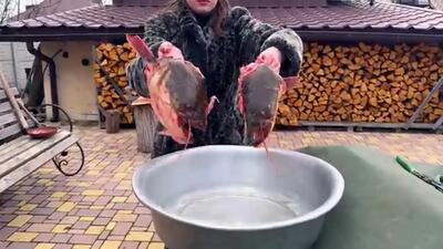 (ویدئو) نحوه پخت یک گربه ماهی غول پیکر به روش جالب دو بانوی جوان اوکراینی