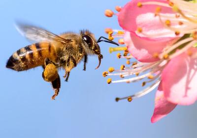 ضرورت حفاظت زنبوران عسل در برابر سم‌پاشی در فصل بهار
