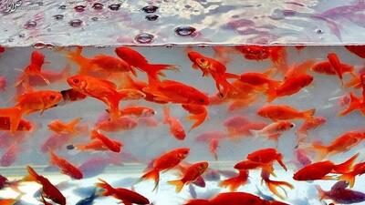 آنچه باید در مورد ماهی قرمز بدانیم