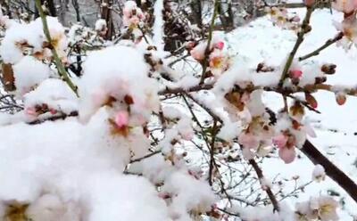 بارش‌ برف در ارتفاعات استان کرمانشاه بر روی شکوفه‌های بادام