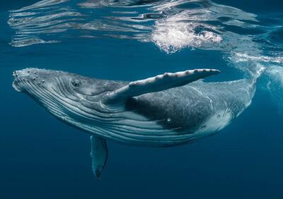 حمله نهنگ‌های قاتل به بچه وال +فیلم