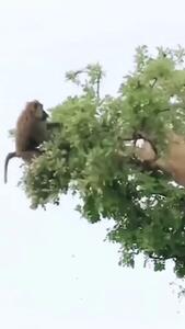 (ویدئو) وقتی اورانگوتان‌ها بچه شیر را به تلافی می‌دزدند