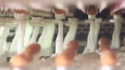 (ویدئو) از جوجه کشی تا بسته بندی مرغ؛ نحوه برداشت میلیون ها تخم مرغ و مرغ در اروپا