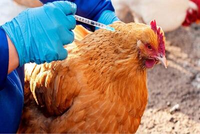 تزریق ۶ میلیون دز واکسن آنفلوانزای فوق حاد پرندگان در استان مرکزی