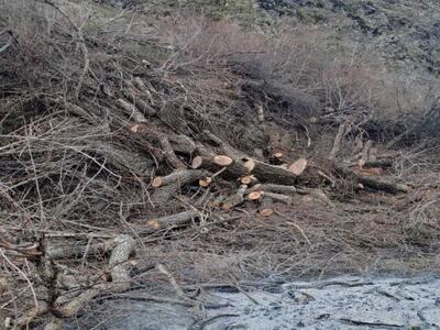 متخلفان قطع درختان بید وحشی در سقز دستگیر شدند