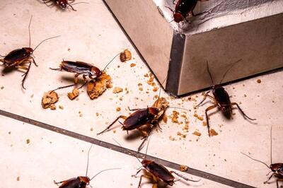 راه‌های دفع حشرات موذی در خونه تکونی شب عید