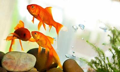 بلایی که «ماهی قرمز» سر محیط زیست می‌آورد 