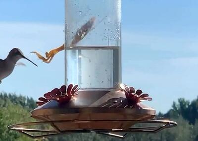 (ویدئو) لحظه ای دیدنی از شکار مرغ مگس‌خوار توسط یک آخوندک
