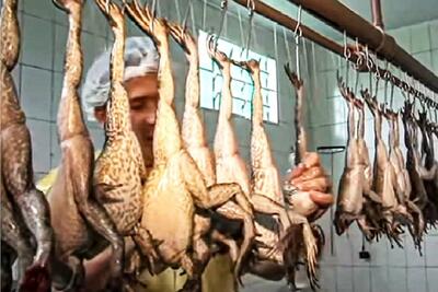 (ویدئو) چگونه کشاورزان آسیایی میلیون ها قورباغه را برای گوشت پرورش و برداشت می کنند؟