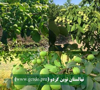 نهال گردو اصلاح شده تجاری با باردهی 7 تا 12 تن و مجوز جهاد کشاورزی