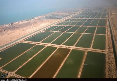 تولید 47 هزار تن میگو پرورشی در استان بوشهر - تسنیم