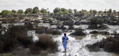 تصاویر| واکسیناسیون دام در مناطق سیل زده بلوچستان