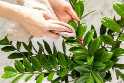 ترفندهای تمیز کردن برگ گیاهان خانگی برای عید