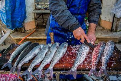 ماهی ۵۱ میلیون تومانی در بازار فریدونکنار