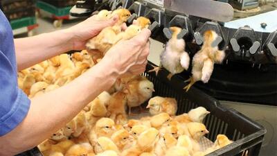 (ویدئو) فرآیند پرورش میلیون ها جوجه و پردازش مرغ در یک کارخانه مشهور اروپایی