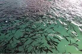 رهاسازی ۴۰۰ میلیون قطعه بچه ماهی در سال/ فرهنگ بازسازی ذخایر ژنتیکی آبزیان باید نهادینه شود