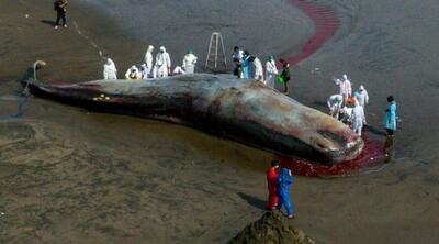 مرگ یک نهنگ عنبر غول آسا در فلوریدای آمریکا | رویداد24