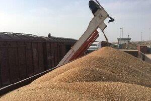 پیش بینی خرید ۱۲۱ هزار تن گندم در مازندران