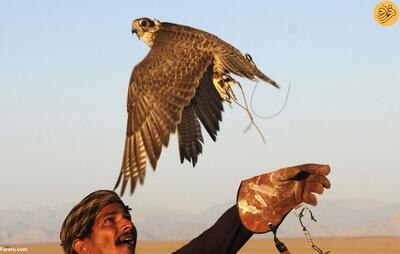 (عکس) هنر ترمیم پرهای شکسته شاهین شکاری در طائف عربستان