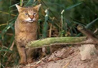 نجات و رهاسازی گربه جنگلی «پیچه شئال» از تله سیمی در فومن