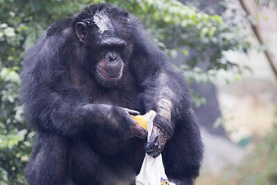 ببینید | شکموترین شامپانزه دنیا؛ حمل پرتقال همانند یک وانت!