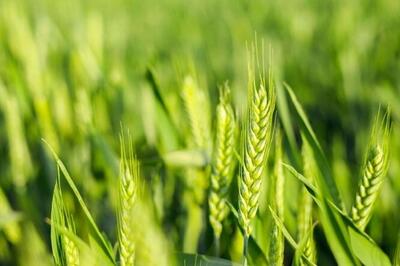۱۴۰ هزار هکتار از مزارع گندم در گلستان سم پاشی شده است