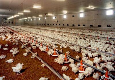 تامین گوشت مرغ مورد نیاز بازار مازندران - تسنیم
