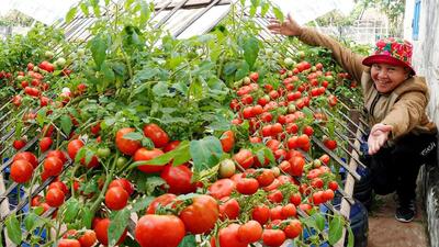 به همین سادگی در خانه گوجه فرنگی پرورش دهید و ده ها کیلو برداشت کنید (فیلم)