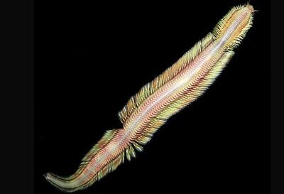 کشف جانوری دریایی که شبیه «قالیچه پرنده» است