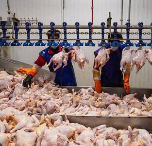 رشد ۱۱ درصدی عرضه گوشت مرغ در بهمن ماه ۱۴۰۲