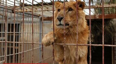 (ویدئو) دو شیر پس از نجات جنگ اوکراین در حیات وحش آفریقا رها شدند