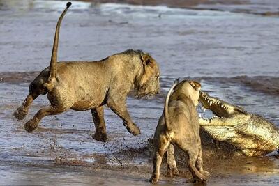 حمله دست جمعی گله شیر‌ها به تمساح نگون بخت (فیلم)