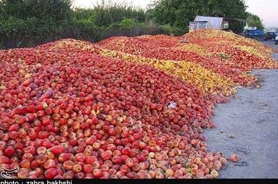 عوارض صادرات سیب لغو شد