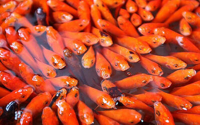 چگونه عمر ماهی‌های قرمز عید را افزایش دهیم؟