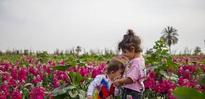 تصاویر| مزرعه گل شب‌بو در شهرستان حمیدیه
