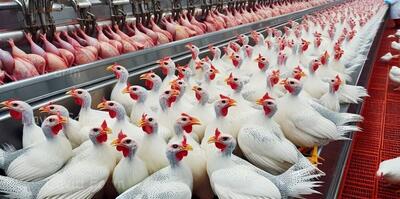 چگونه چینی‌ها هزاران مرغ شاخدار را پس از پرورش، بسته بندی می‌کنند (فیلم)