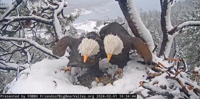 لحظه حیرت انگیز مراقبت عقاب نر و ماده از تخم‌ها در میان برف و بوران (فیلم)