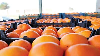 اعلام قیمت میوه شب عید ۱۴۰۳ | اقتصاد24