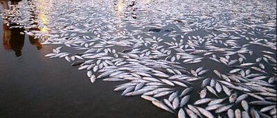 علت مرگ ماهی‌ها ‌در منطقه حفاظت‌شده «دز» چیست؟
