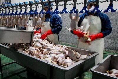 تولید روزانه ۱۷۰ تن گوشت مرغ در یزد