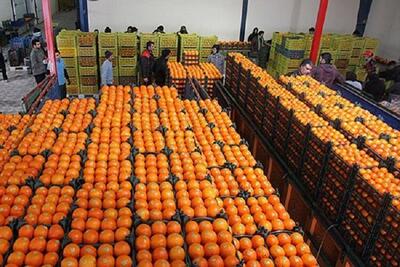 توزیع میوه نوروزی تنظیم بازار در استان ایلام آغاز شد