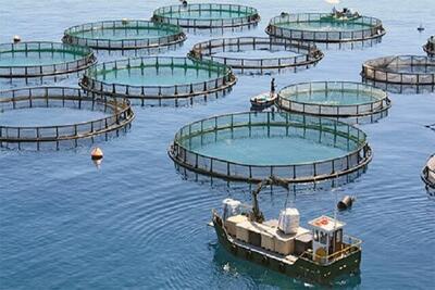 ایجاد زنجیره ارزش تولید ماهی در قفس با مشارکت ۱۲ مجموعه صنعتی