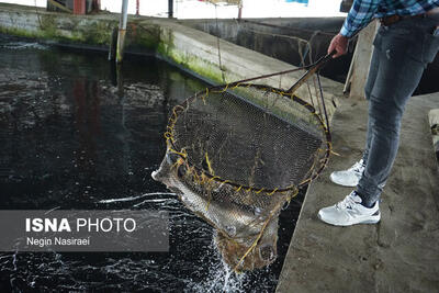 صادرات بیش از یک هزار تن ماهی به کشورهای روسیه، عراق و آذربایجان