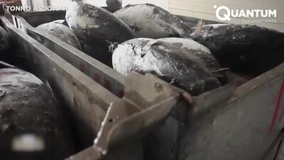 (ویدئو) فرآیند صید و تولید انبوه تُن ماهی در کارخانه
