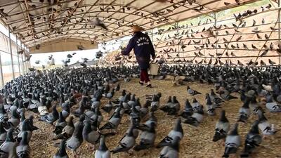 (ویدئو) عملیات پرورش و بسته بندی گوشت میلیون ها کبوتر توسط چینی ها