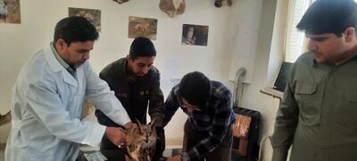 تیمار و رهاسازی ۱۲ پرنده وحشی در طبیعت شهرستان کلات