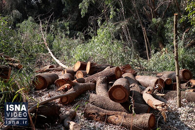 دستگیری قاچاقچی حرفه‌ای و سابقه‌دار چوب در آمل