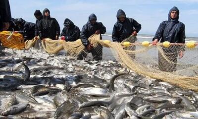 صید ماهیان استخوانی در مازندران ۲۰ درصد بیشتر شد