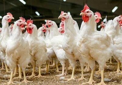 خودکفایی در تولید جوجه اجداد مرغ گوشتی - تسنیم