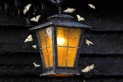 آلودگی نوری پروانه‌ها را تهدید می‌کند